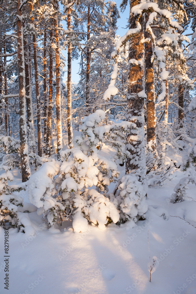 雪林和暖阳