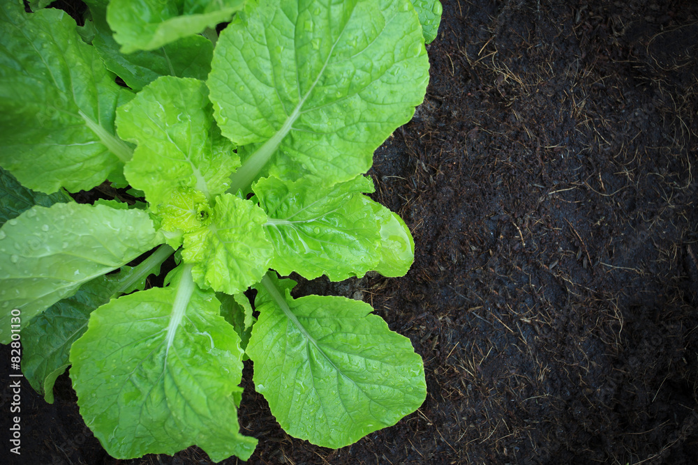 fresh and green vegetable leaves in home garden planting