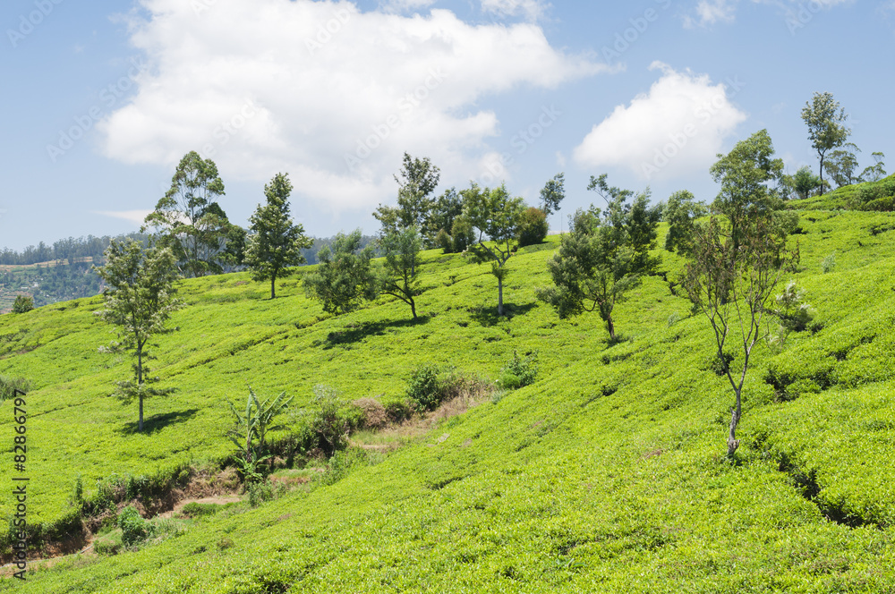 Teeplantage, camellia sinensis