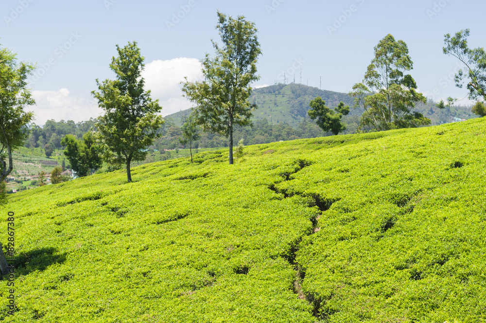 茶树，山茶