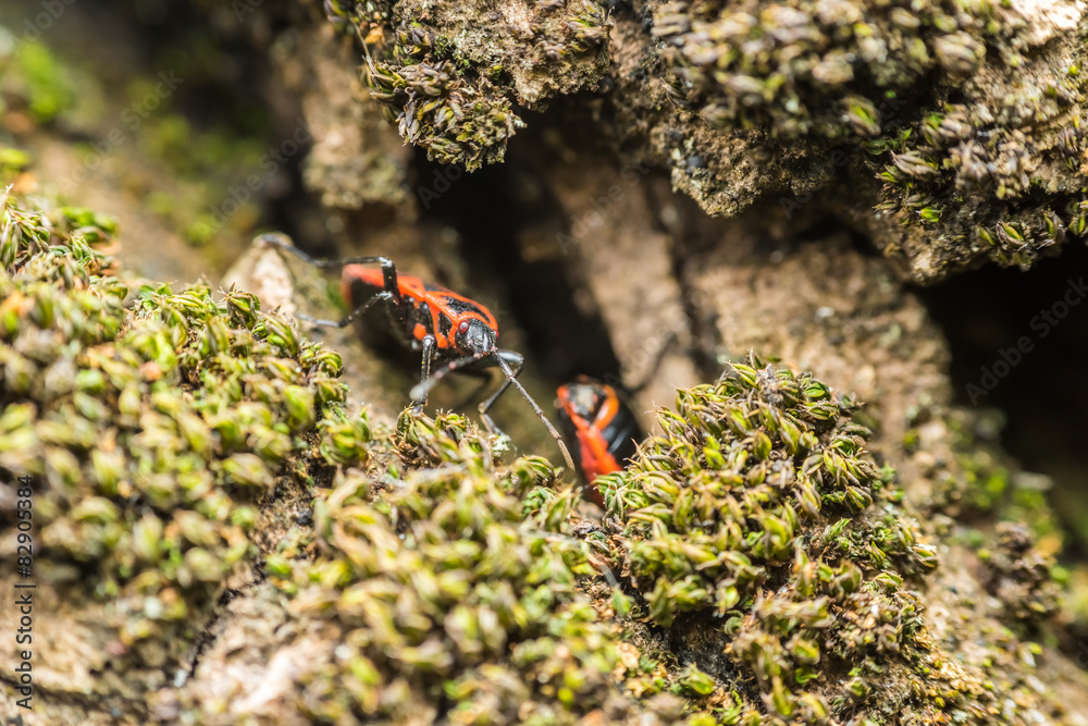 Shield Bug（Graphosma Lineatum）宏