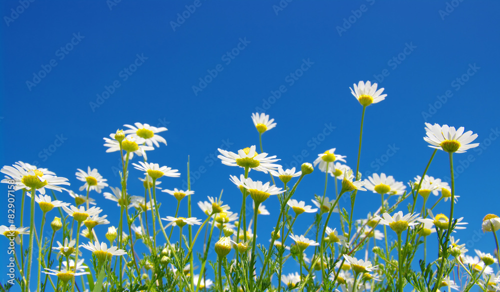 White camomiles