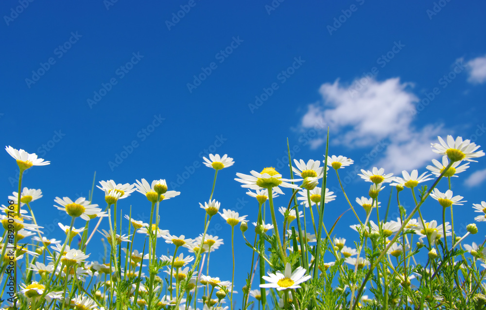 White camomiles