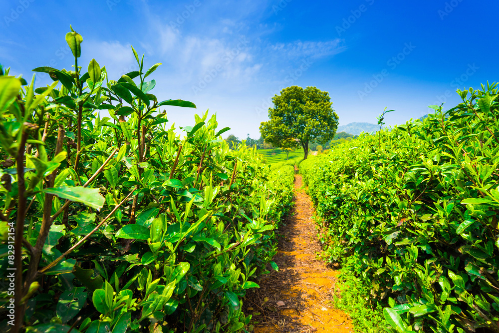 tea plantations under blue sky