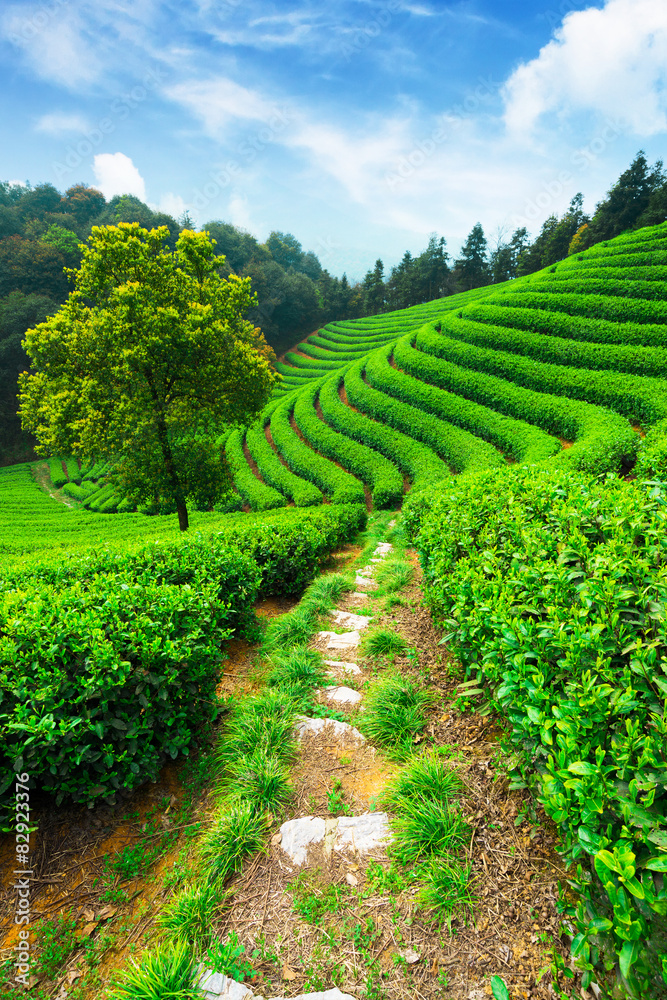 蓝天下的茶园