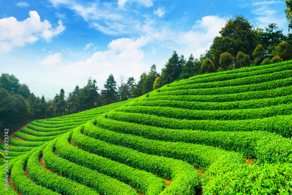 tea plantations under blue sky