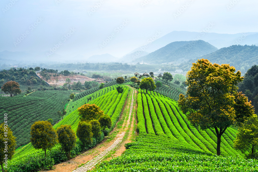 tea plantations under blue sky