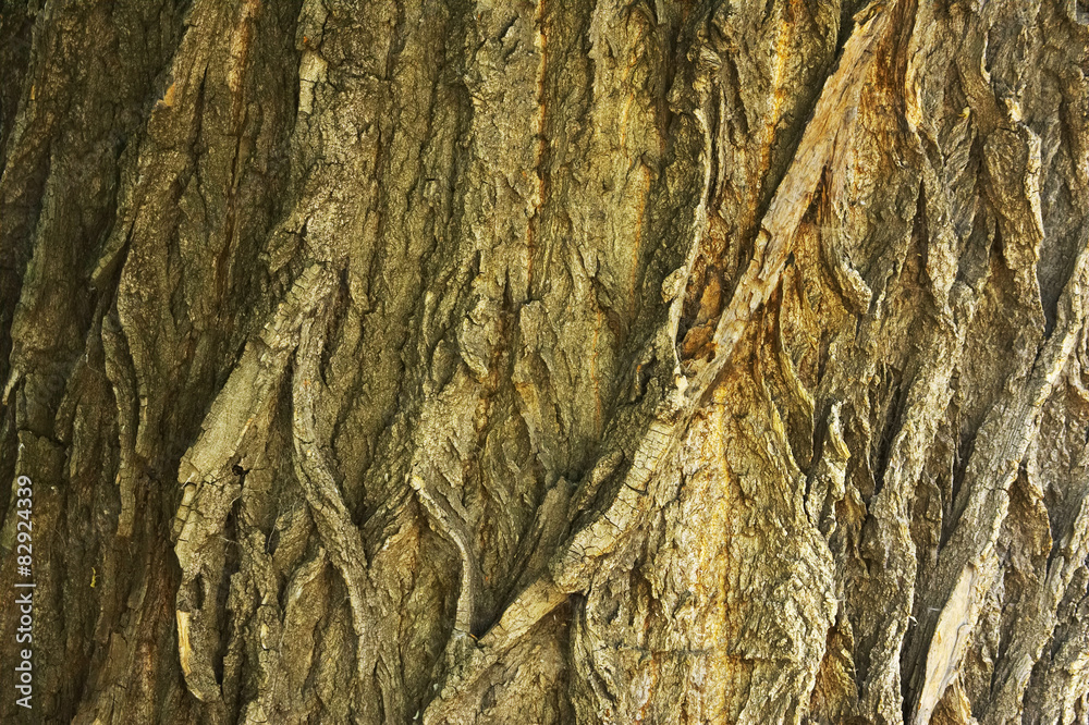 bark texture