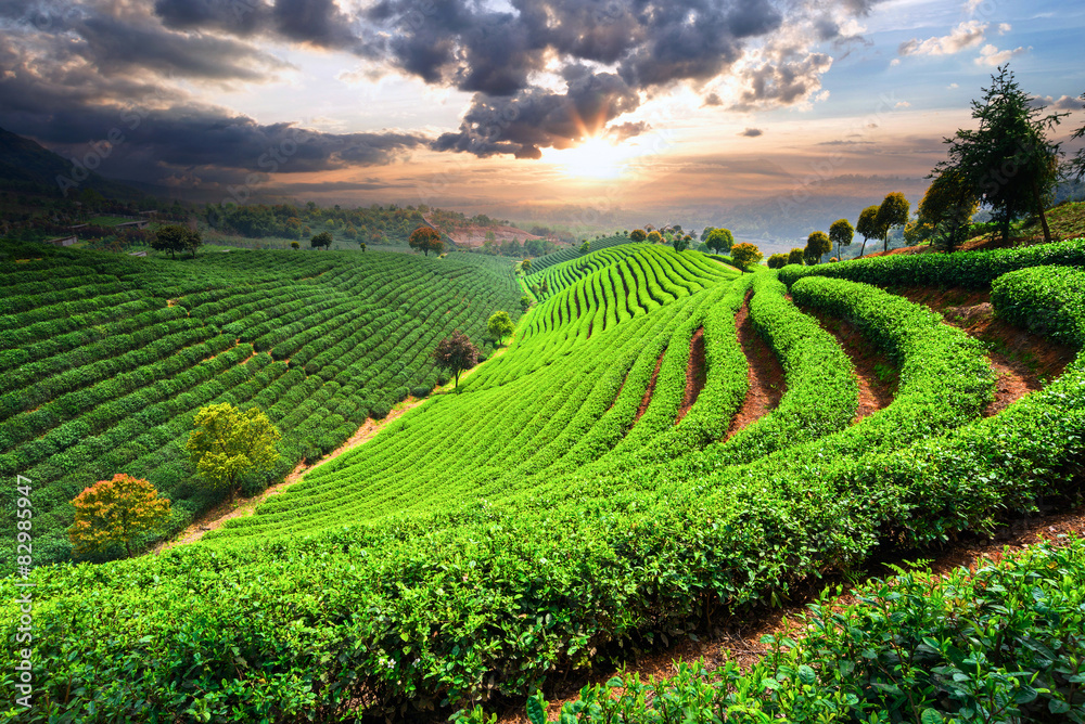 Tea Plantations under sky