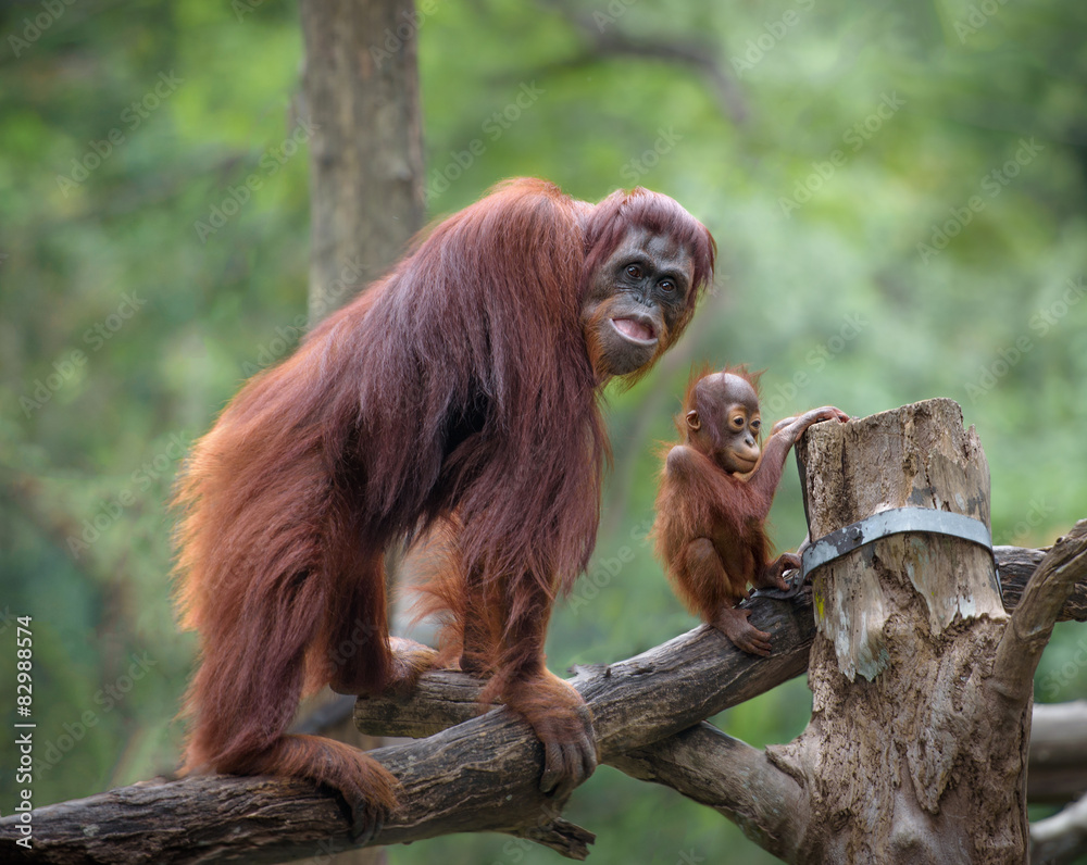 Mother orangutang with its little son