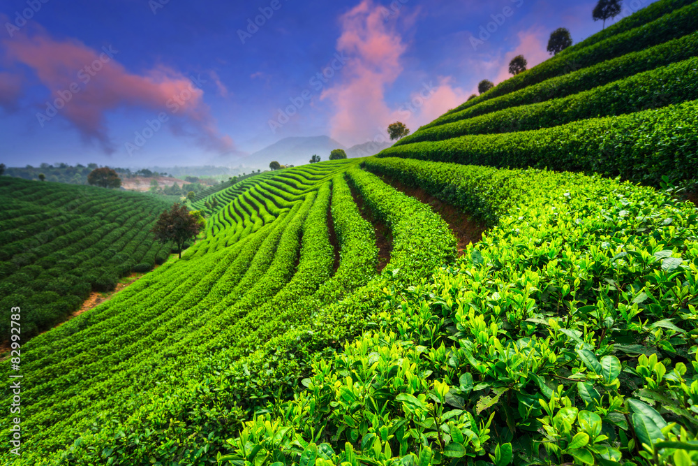 天空下的茶园