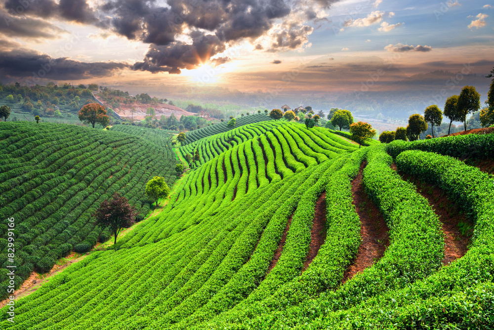 Tea Plantations under sky