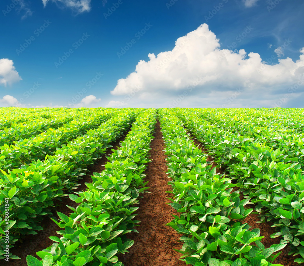 Rows on field. Agricultural composition