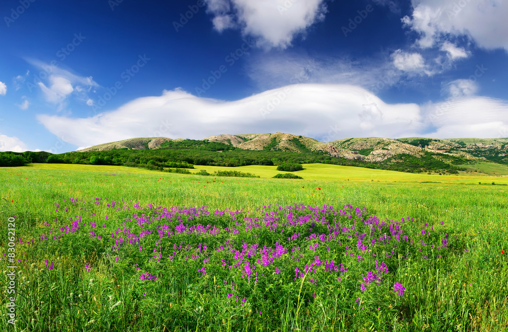 山谷中鲜花盛开的田野。自然的夏季景观