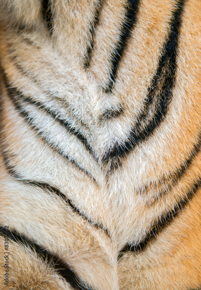 bengal tiger fur