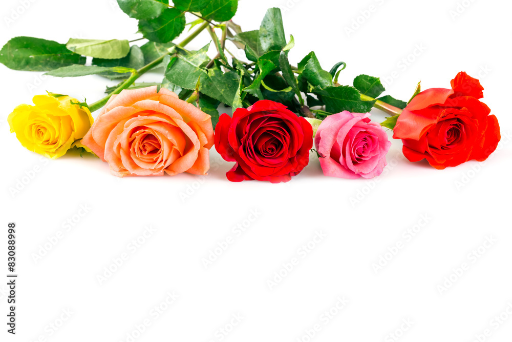 Roses over white background