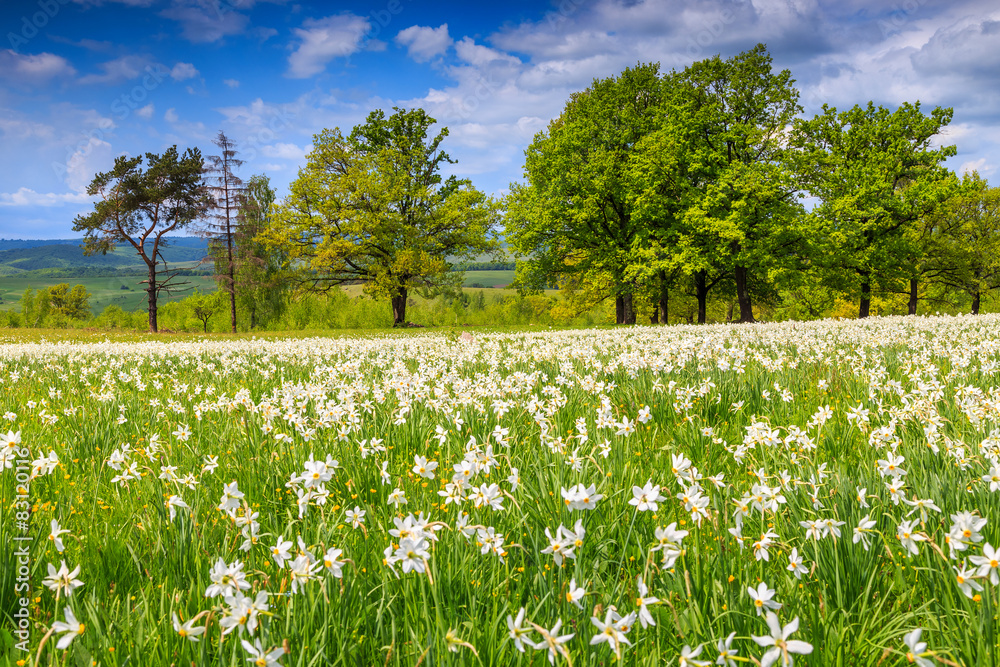 Summer landscape and white daffodils flowers