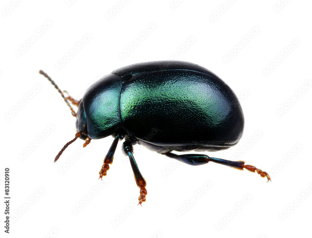 Green beetle