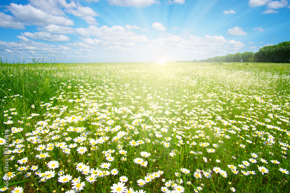  daisy flowers