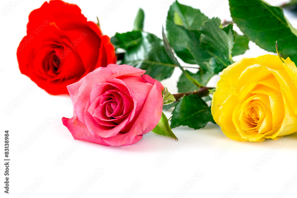 Roses over white background