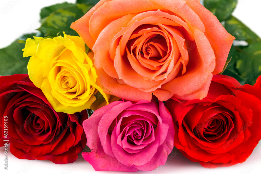 Roses over white background