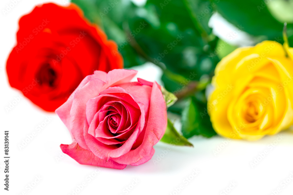 Roses over white background