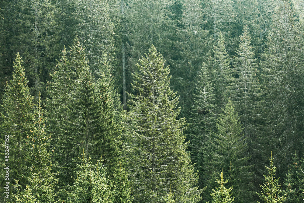 Green coniferous forest with old spruce, fir and pine trees