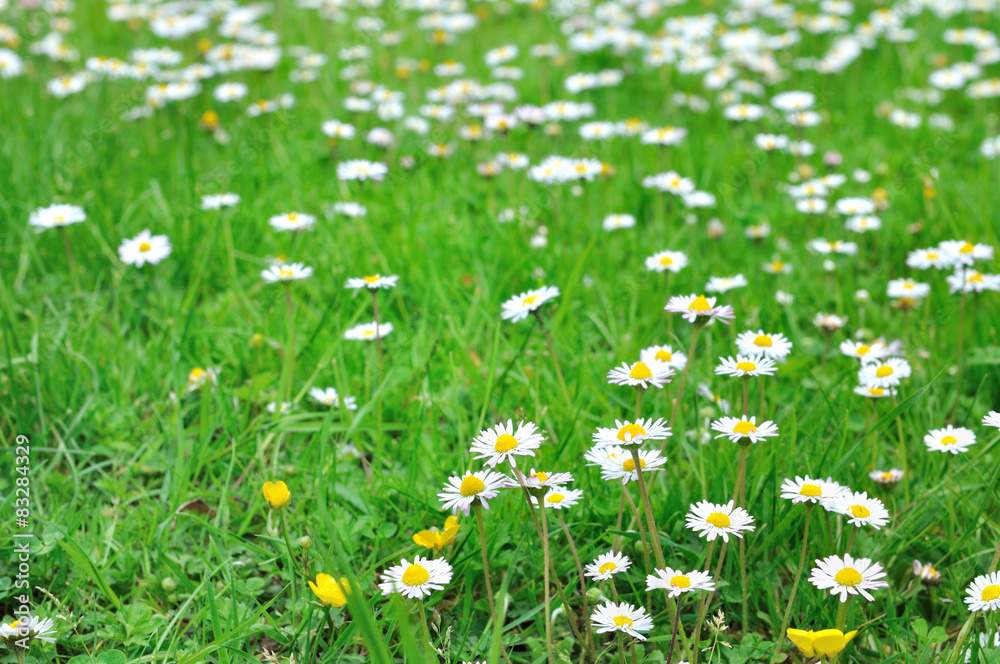 champ de pâquerettes dans herbe verte 