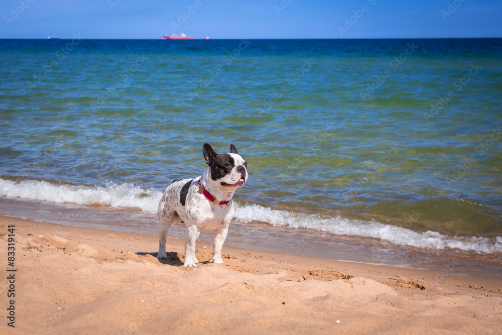 波罗的海海滩上的法国斗牛犬