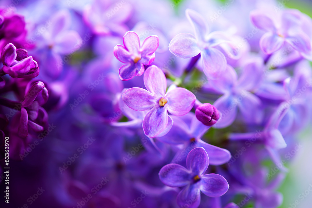 Beautiful violet lilac flower closeup