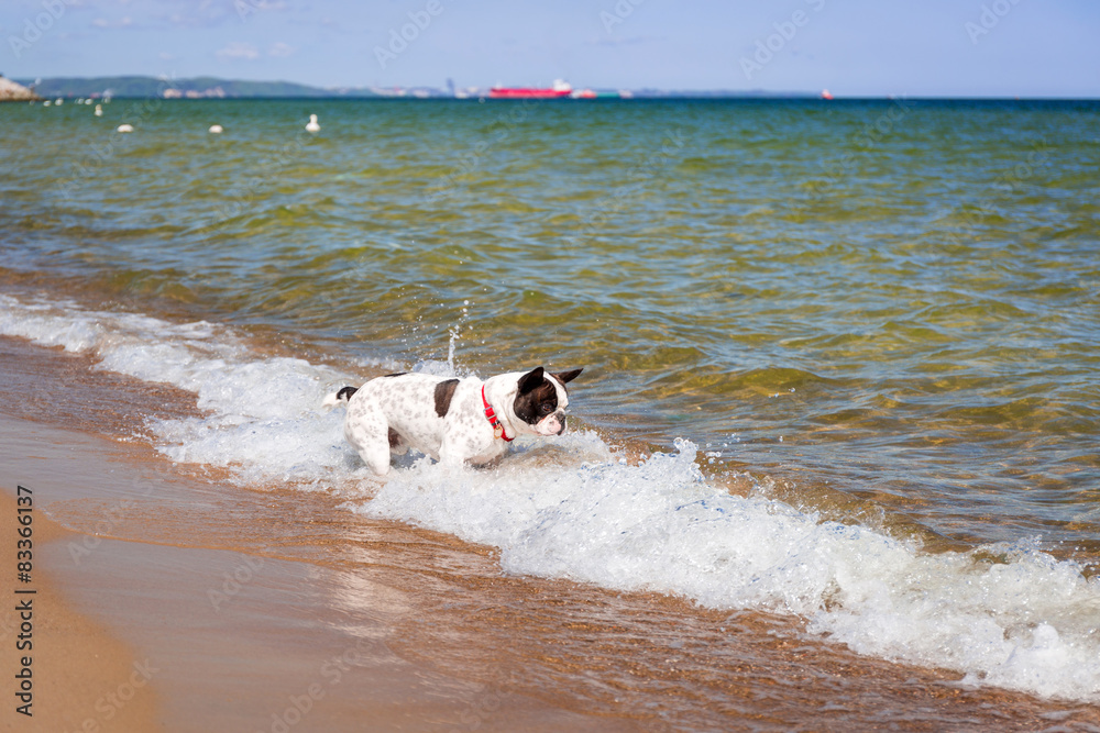 波罗的海海滩上的法国斗牛犬