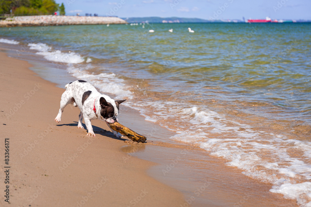 波罗的海海滩上的法国斗牛犬