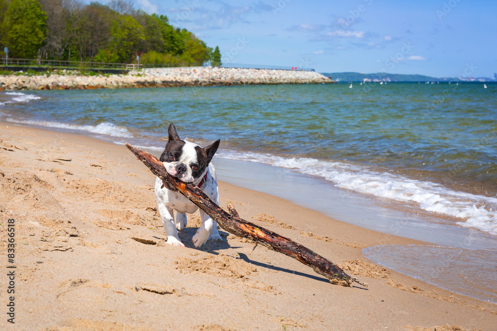 波罗的海海滩上的法国斗牛犬