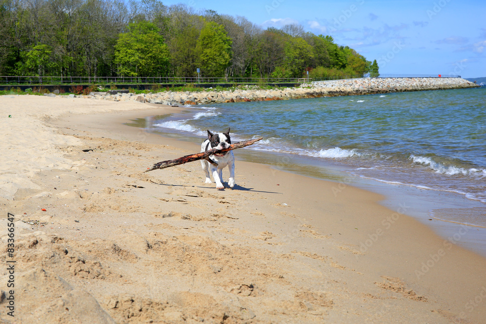 French bulldog on the beach of Baltic sea