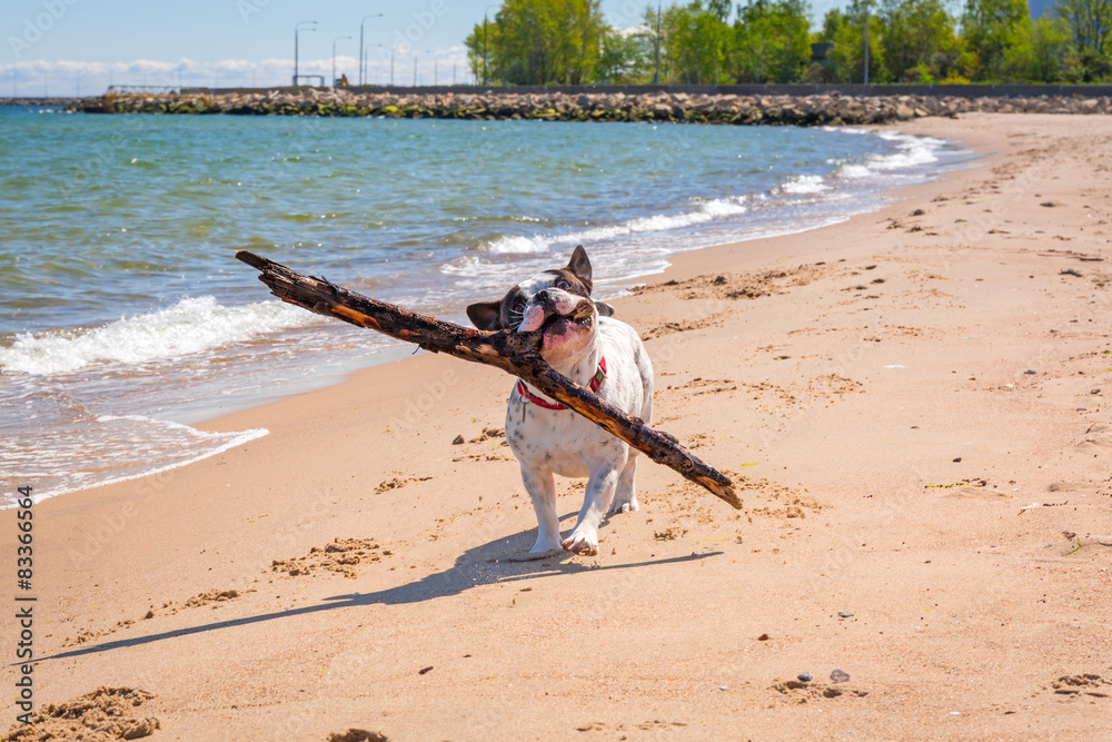 波罗的海海滩上的法国斗牛犬