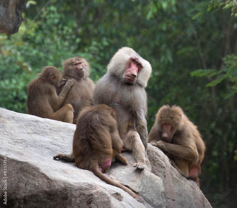 Hamadryas baboons