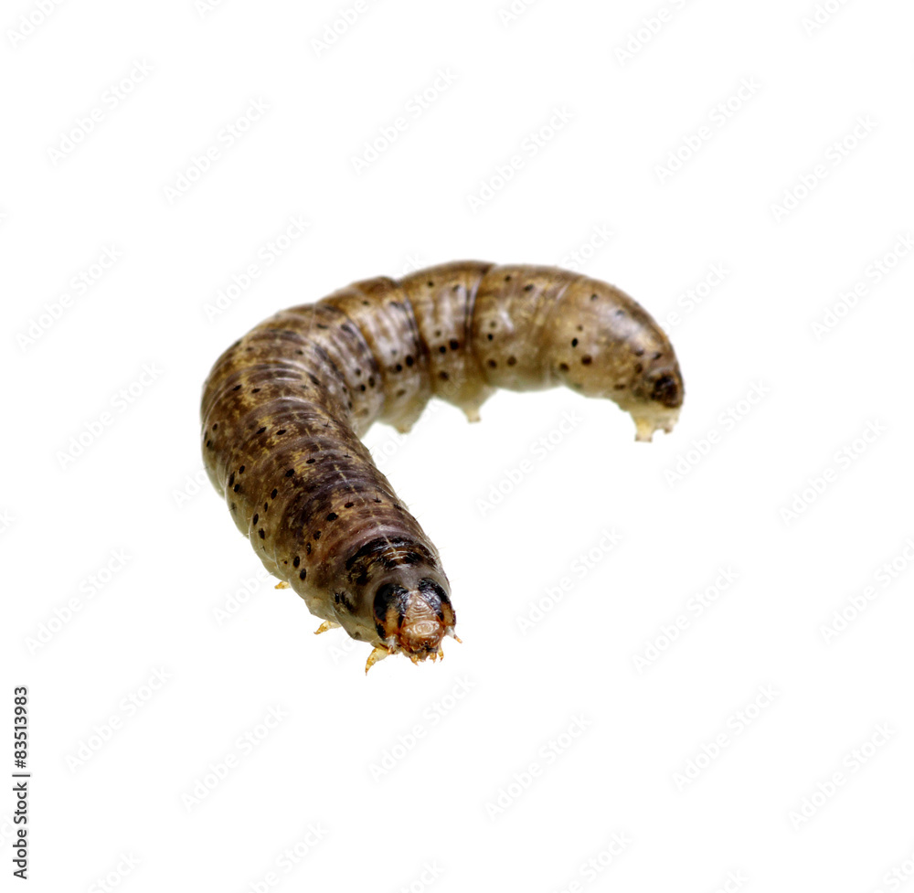  caterpillar