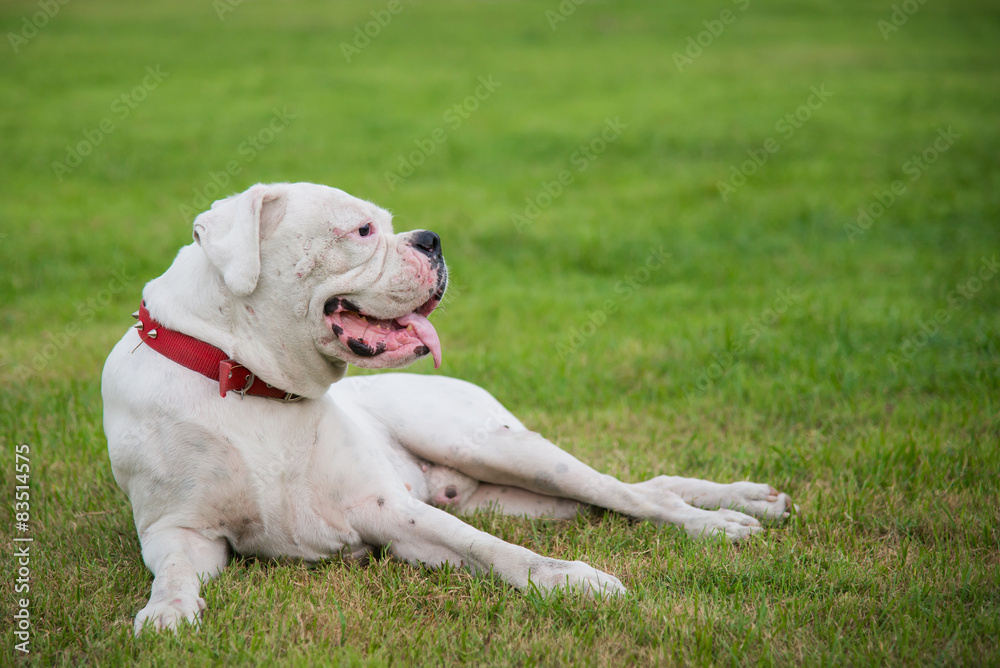 White boxer dog lying