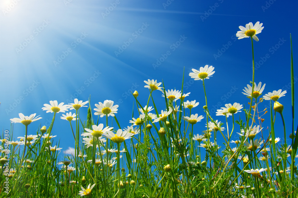  daisy flowers