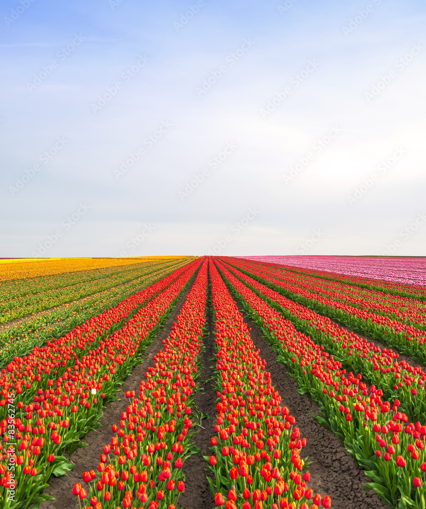 Tulpen