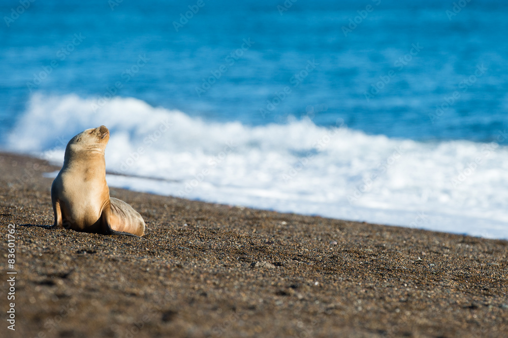 巴塔哥尼亚海滩上的幼犬海狮