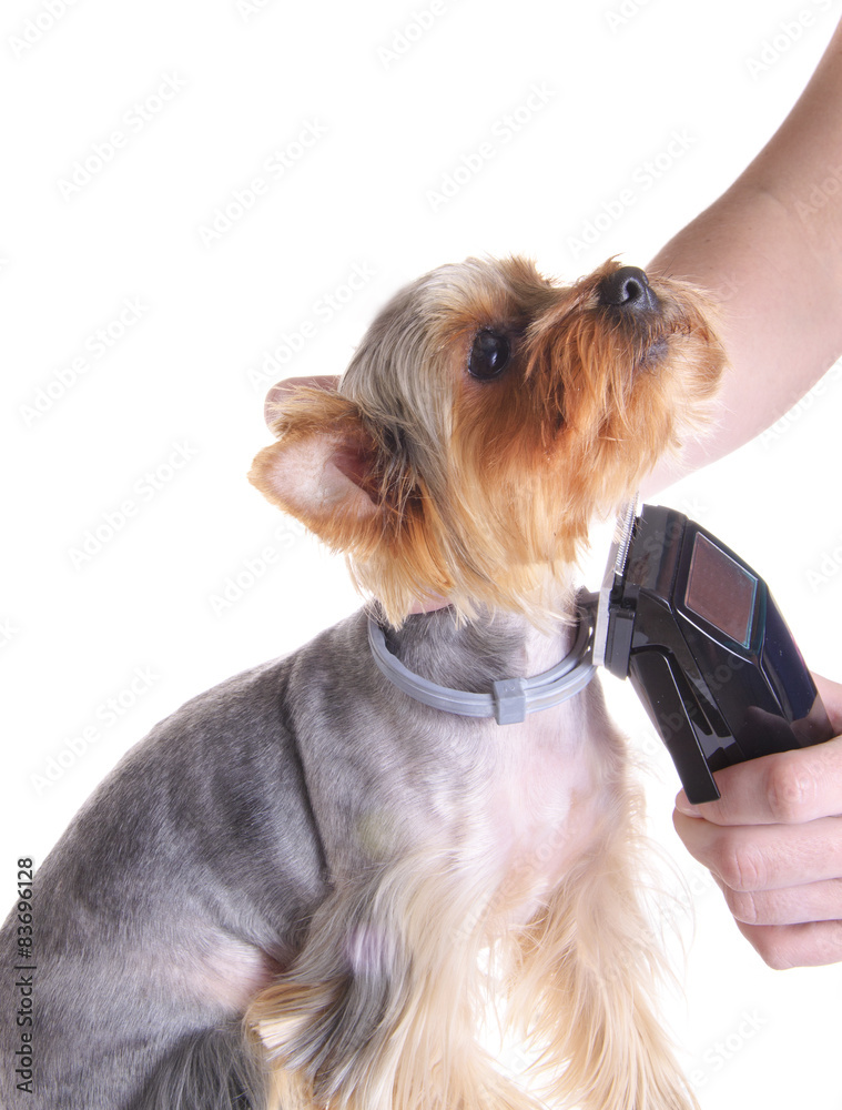 Animals. Grooming Yorkshire Terrier.