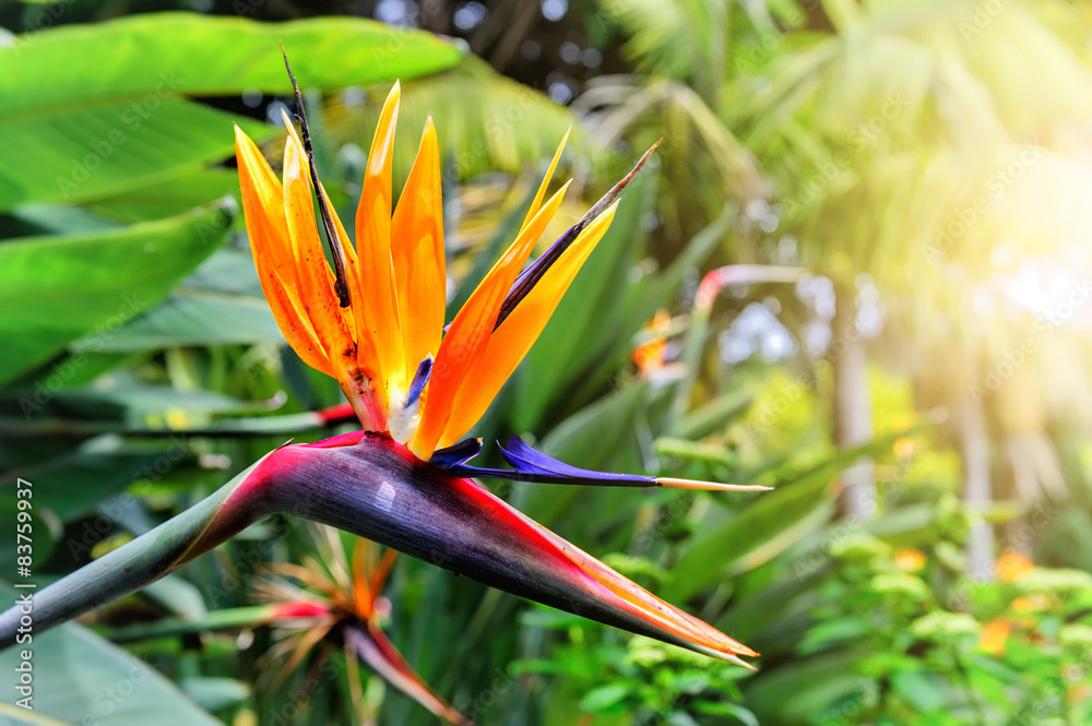 Strelitzia Reginae特写（天堂鸟花）。马德拉是