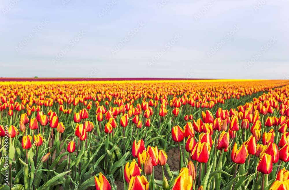 Tulpen