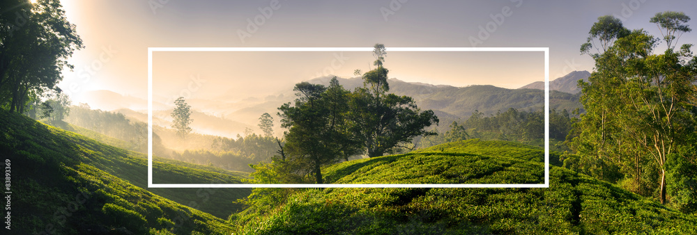 美丽日出茶园概念全景