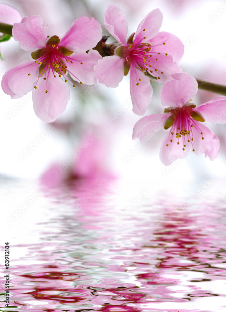  pink blossoms