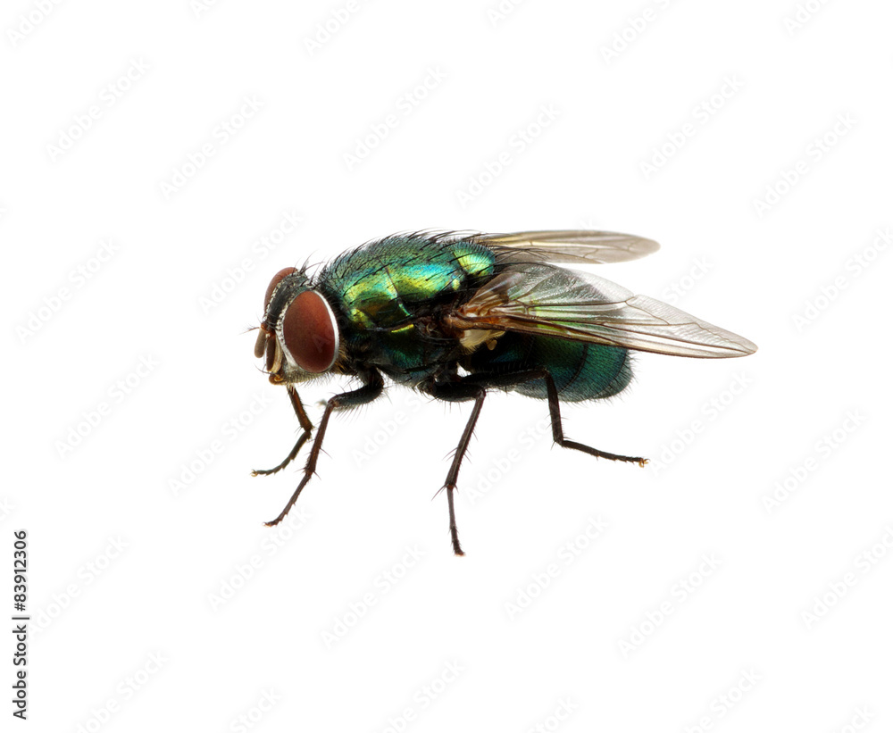 green fly