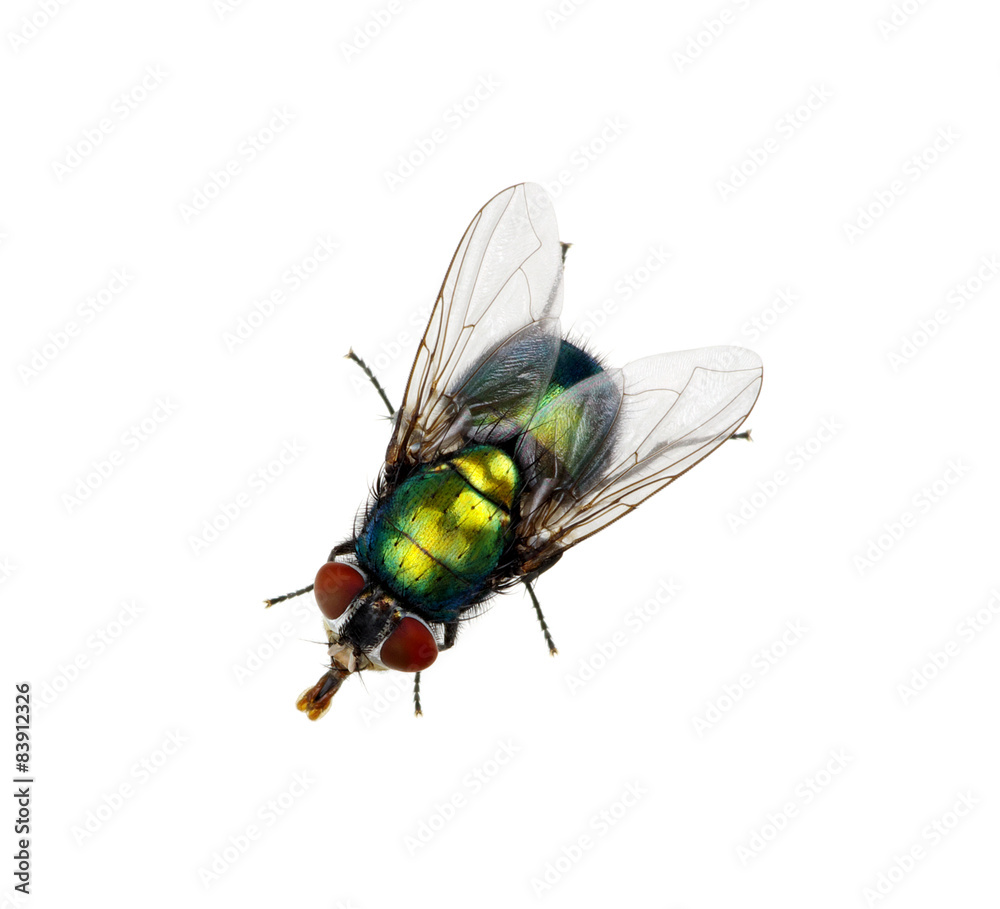 green fly