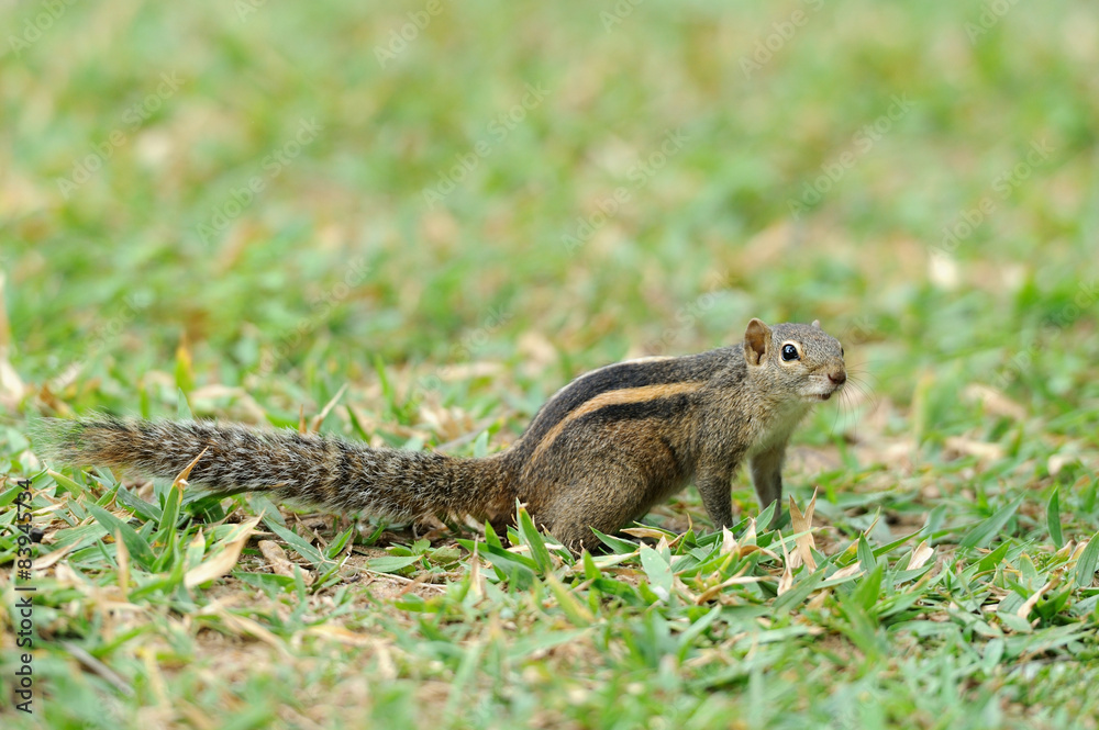 野生花栗鼠