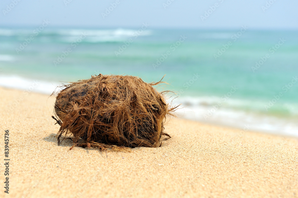 Coconut on tropical beach